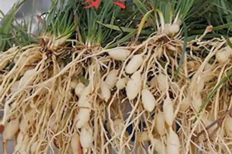 怀山药为什么不能重茬？