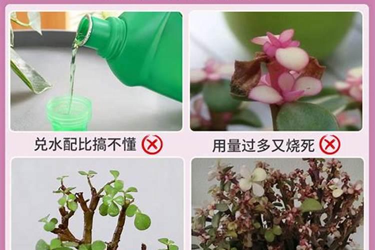 金枝玉叶浇什么肥料合适