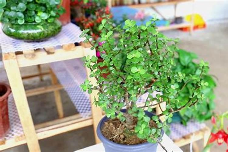 向日葵多久施肥一次