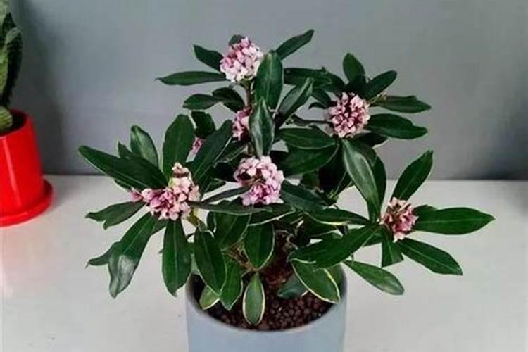 延长金边瑞香花期的方法