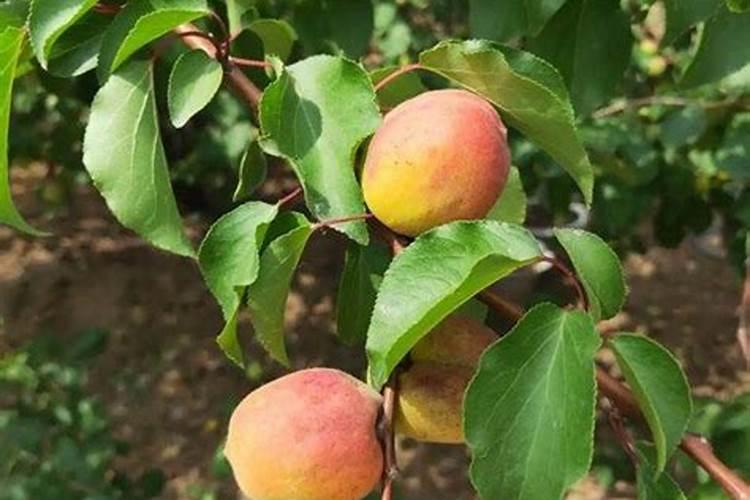 君子兰生长期上什么花肥好