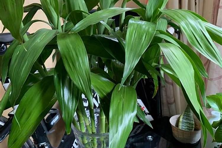 富贵竹生病,叶子变黄,怎么办？