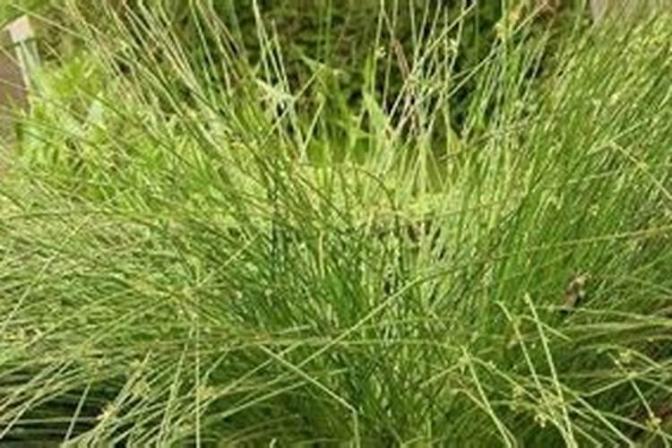 有关灯心草的作文