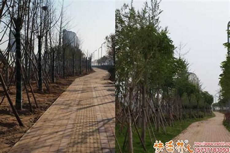 富贵竹用什么肥料