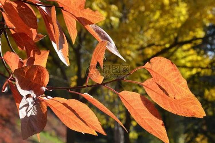 玉米叶面肥几个叶打最好？