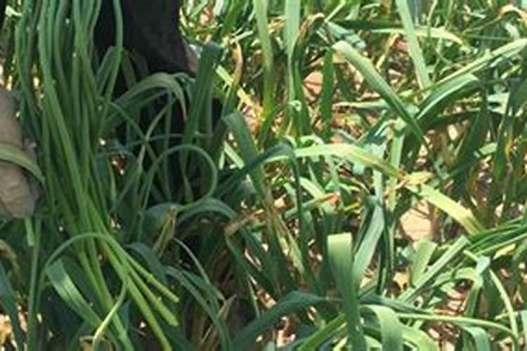 西瓜什么时候浇水好