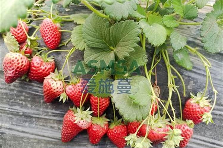 请问花生壳如何做花肥