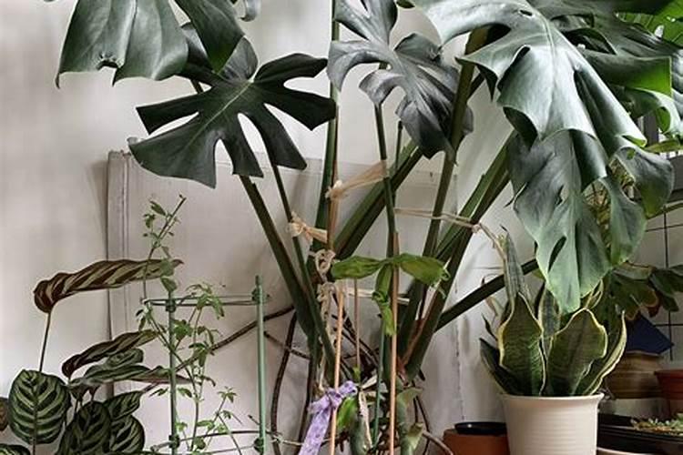 种包心菜怎样施肥？