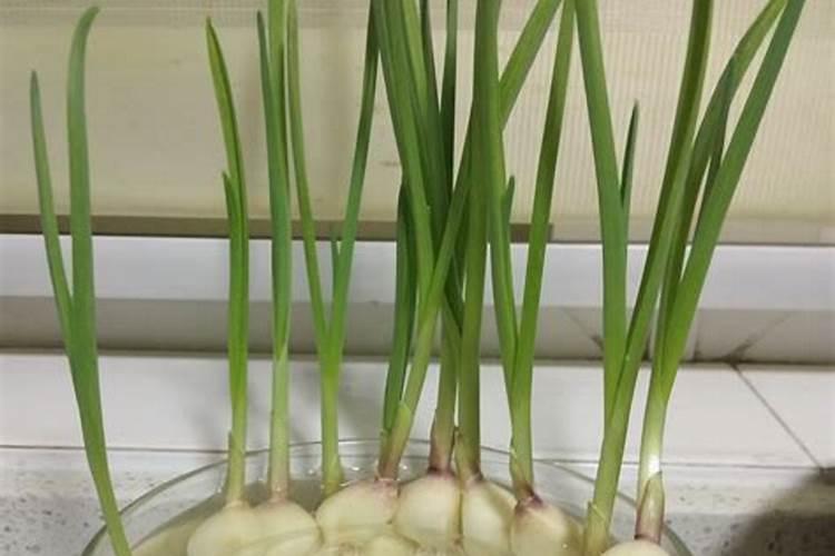 矿源黄腐酸钾有机肥的价格,矿源黄腐酸钾哪家好？矿源黄腐酸钾黑金晶