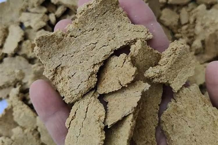 年桔盆栽种植技术