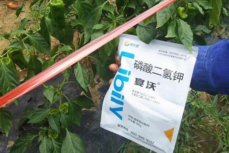 兰草浇水时间和正确方法