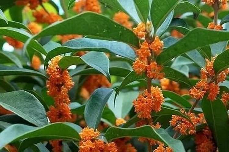 什么食物中含有绿藻？