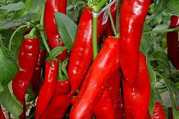 请问海带是碱性食物吗