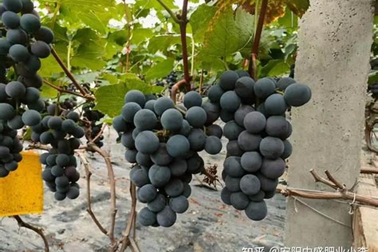 草莓结果期如何施肥