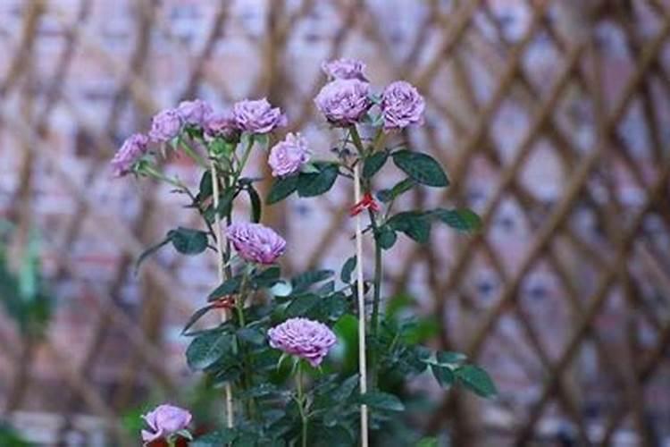 月季花施肥施什么肥料