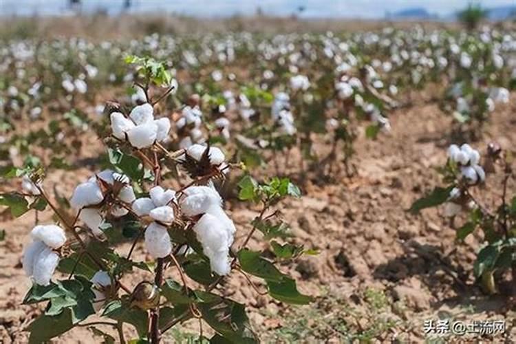 棉花后期需要什么肥料,侧枝过旺怎么办