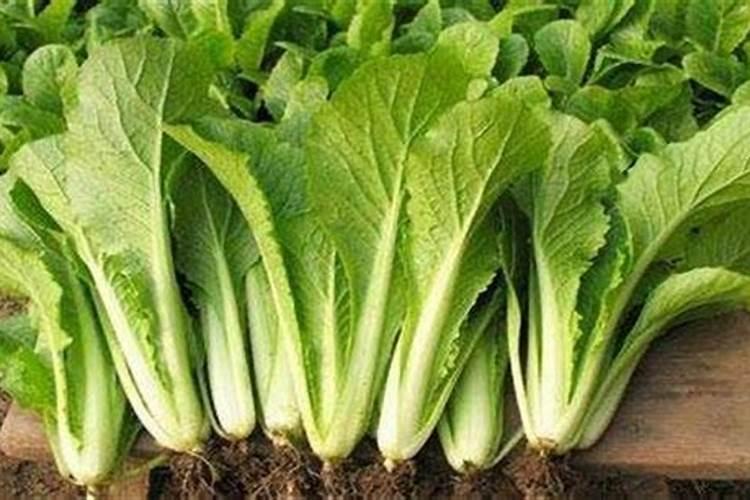 小白菜出芽后几天浇肥 可以施复合肥吗