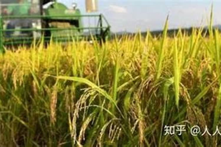 种玉米用尿素二氨钾肥怎么配制的