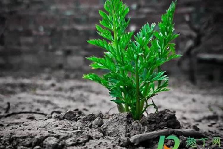 水溶肥含量与复合肥含量一样吗