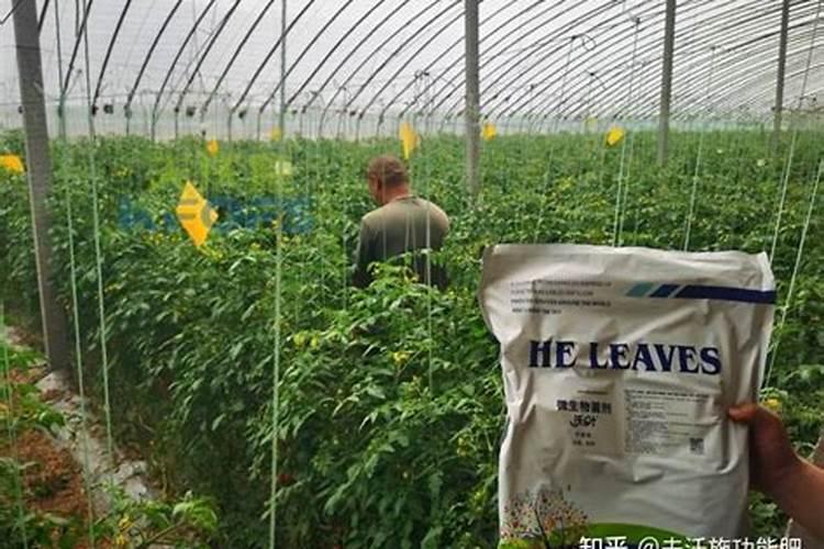 种菜胡用什么地肥最好