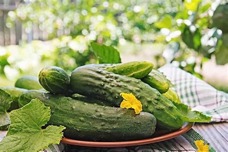 南瓜需要施什么肥料(一般种植南瓜什么时候施肥方法)