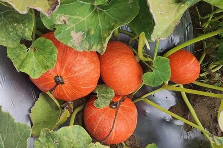 南瓜施什么肥料最好