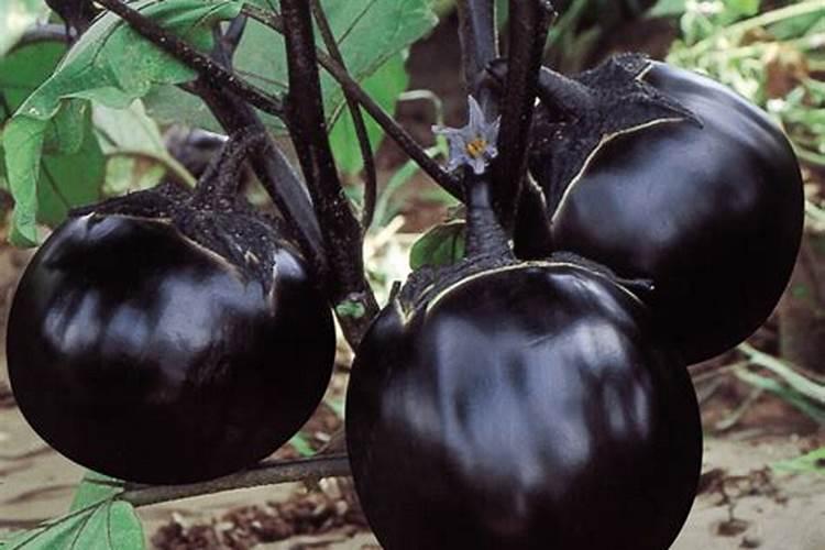 大米水如何发酵