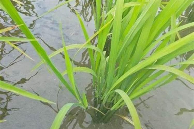 四季豆种子催芽方法 温水与浸种催芽育苗方法