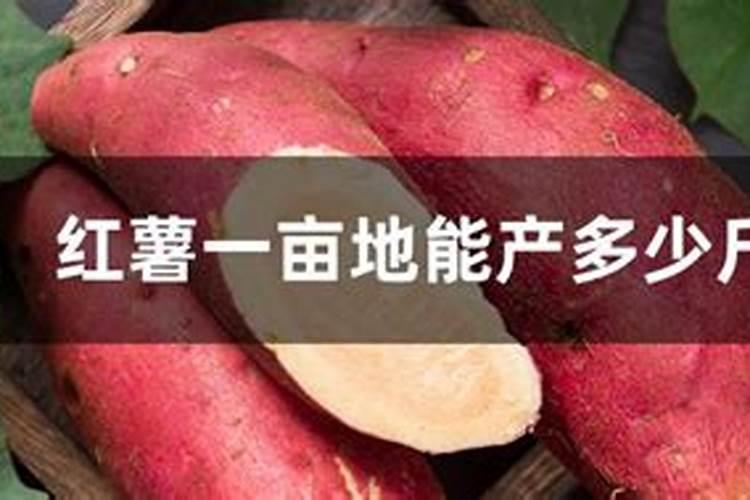 四季豆的种植方法和管理技术