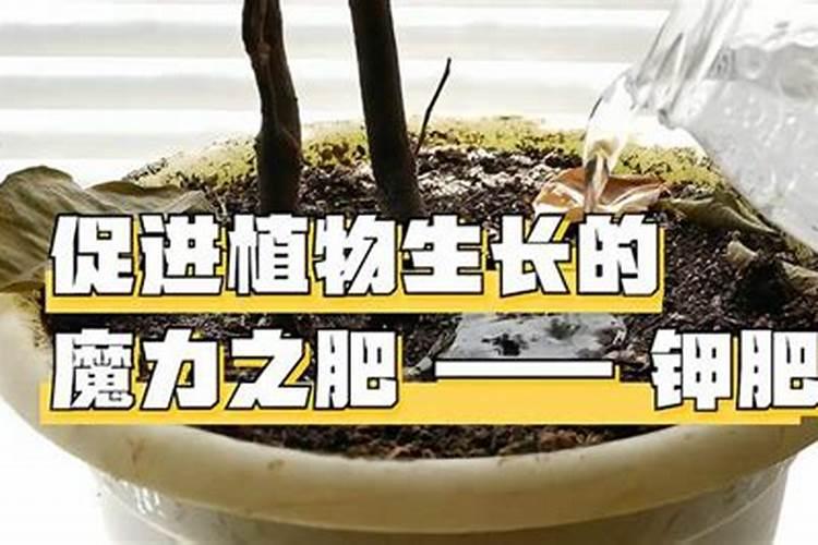 为什么要在葡萄生长的中后期使用钾肥？