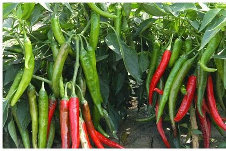 种植辣椒施肥用钾肥好还是尿素好