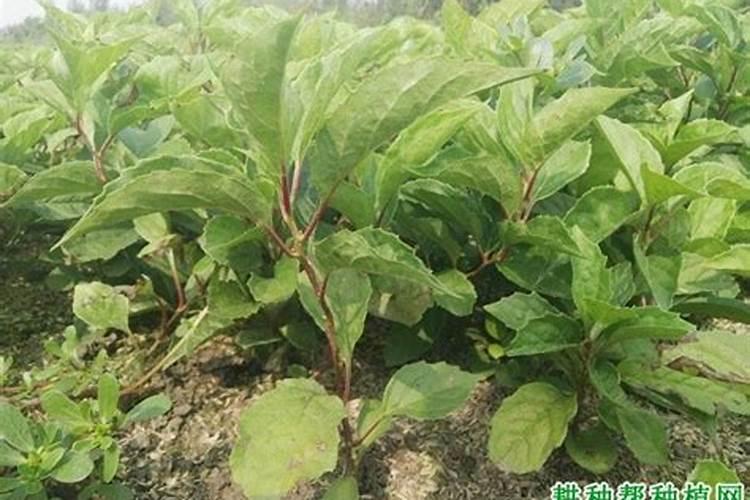 种草莓用什么肥料好 种草莓应该用什么肥料