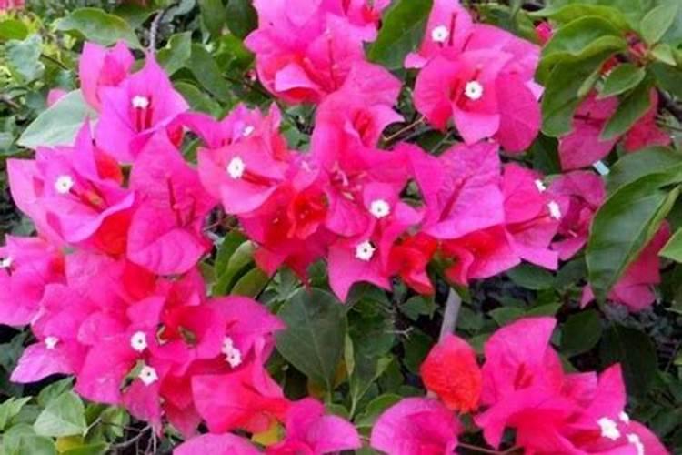 三角梅如何催花 正确的施肥方法