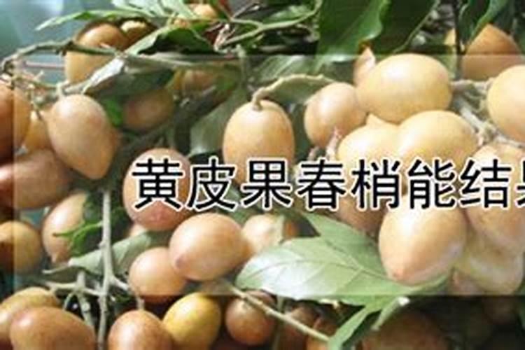 烂桃子做肥料养花可以吗 烂桃子能不能直接拌土养花