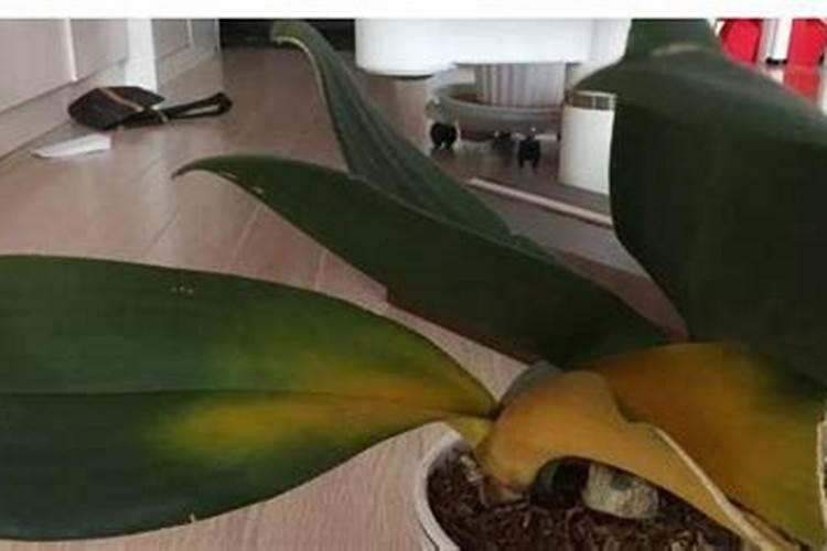 玉米粉养鱼的正确方法