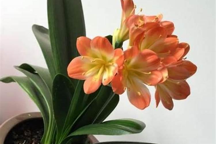 益补丰化肥是哪个厂子生产的