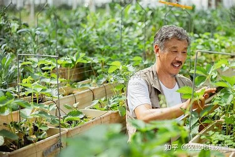 夏大豆生长期多少天