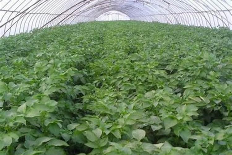 叶面肥可以提高蔬菜的抗病性吗？