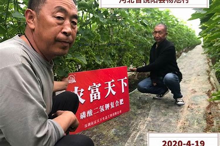 磷钾肥是什么肥