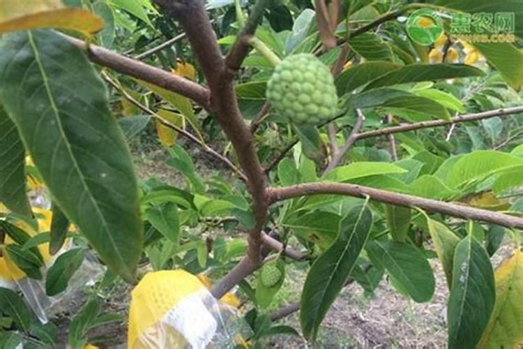 种释迦果施什么肥