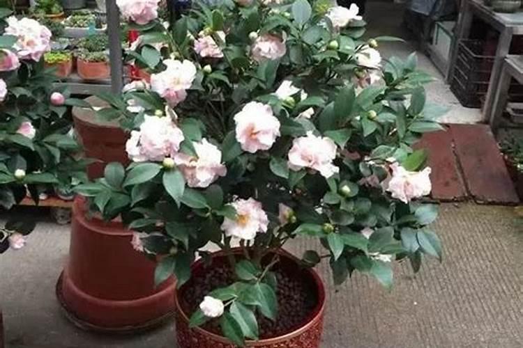 上盆多久可以施肥茶花 茶花上盆后多久可施肥？