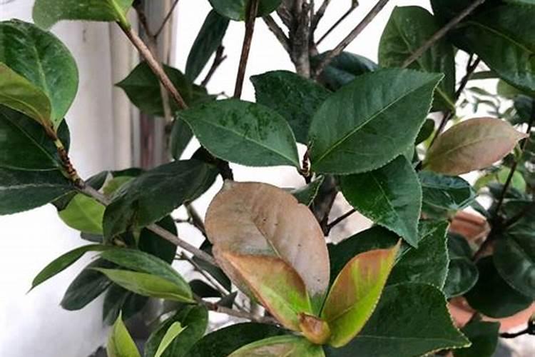 茶花烂根救活后什么开始施肥好