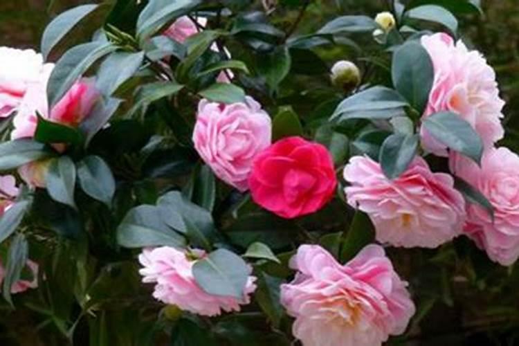 茶花苗上盆时间与养护方法