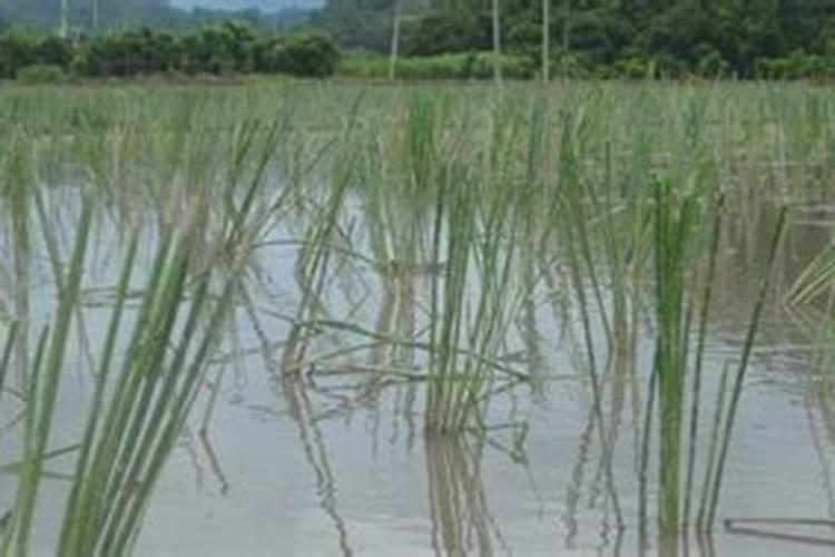 麦田除草剂在多高的温度时打效果最好