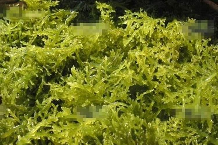 水溶肥是什么肥料,水溶肥料怎么使用效果更好