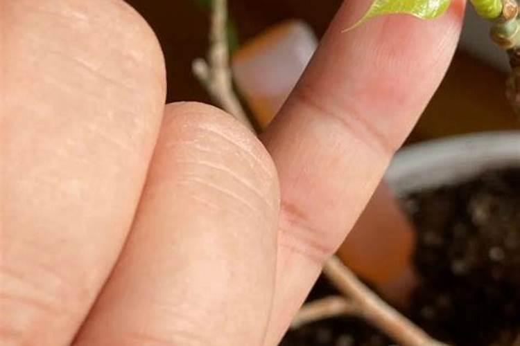 西瓜苗怎么移栽种植才好？