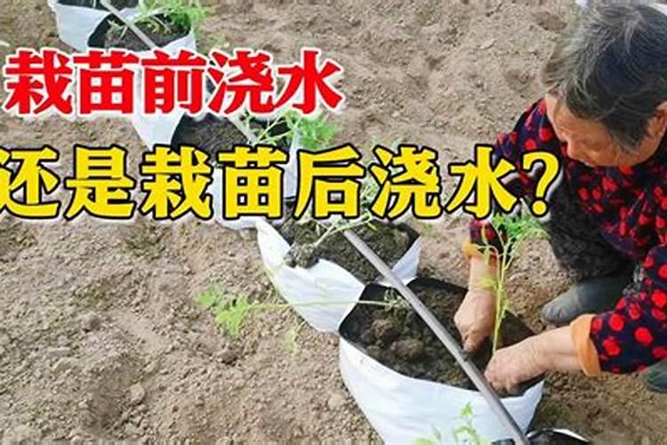 西红柿定植后几天浇缓苗水