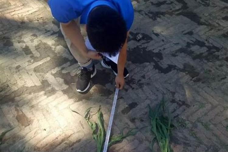 罗汉果根茎部病虫害防治