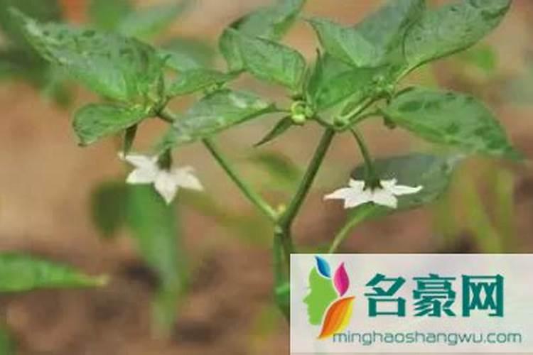 白醋加多少水喷黄瓜