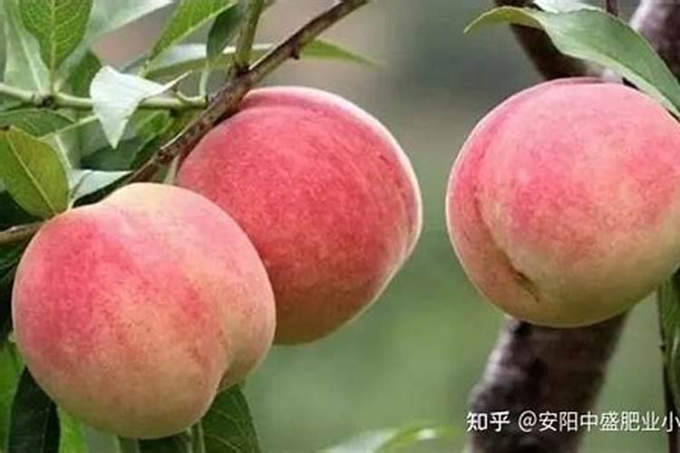 桃树开花多而座果率很低,应该怎样提高座果数量？